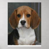 Beagle Portrait Poster (Vorne)