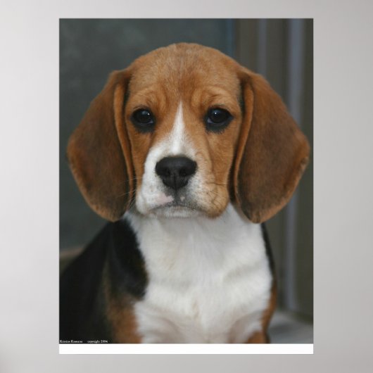 Beagle Portrait Poster (Vorne)