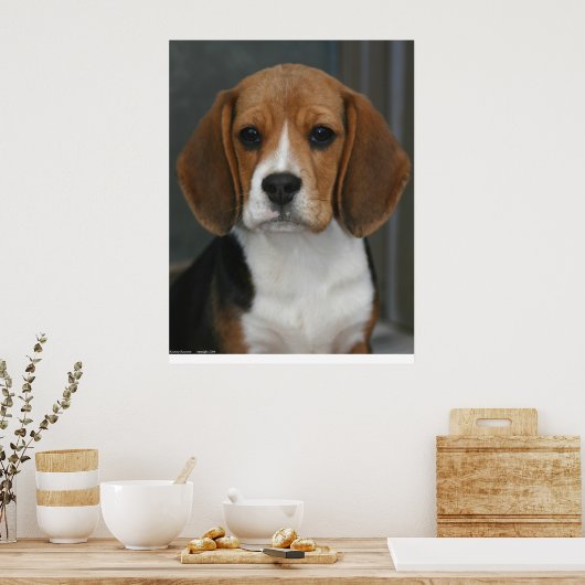 Beagle Portrait Poster (Küche)