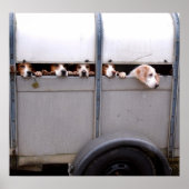 Beagle Poster (Vorne)