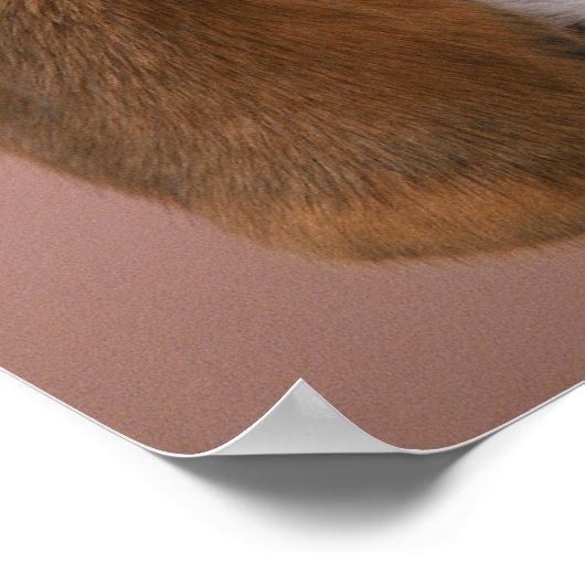 Beagle Poster (Ecke)