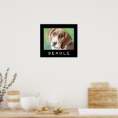 Beagle Poster (Küche)