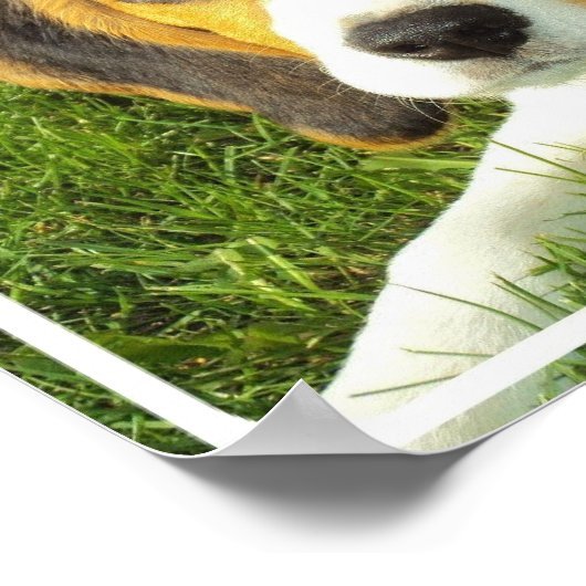 Beagle Poster Print (Ecke)