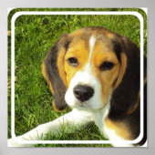Beagle Poster Print (Vorne)