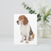 Beagle Postkarte (Stehend Vorderseite)