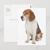 Beagle Postkarte (Vorne/Hinten)
