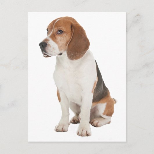 Beagle Postkarte (Vorderseite)