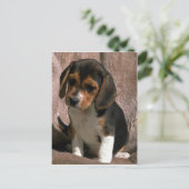 Beagle Postkarte (Stehend Vorderseite)