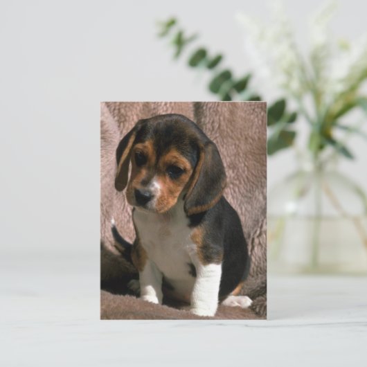 Beagle Postkarte (Stehend Vorderseite)