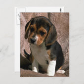 Beagle Postkarte (Vorne/Hinten)