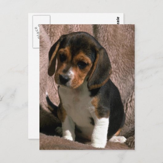 Beagle Postkarte (Vorne/Hinten)