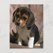 Beagle Postkarte (Vorderseite)