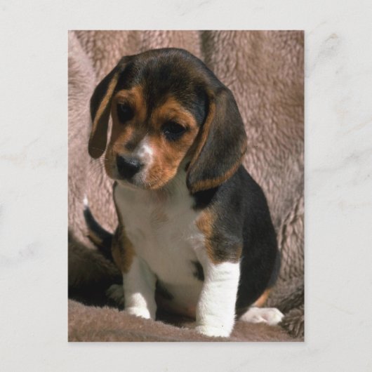 Beagle Postkarte (Vorderseite)