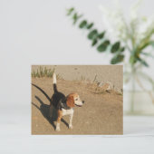Beagle Postkarte (Stehend Vorderseite)