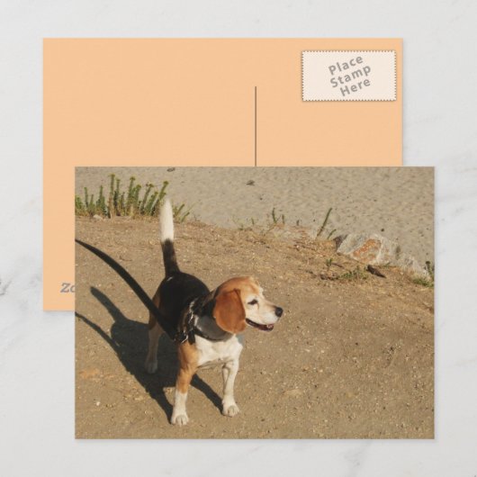 Beagle Postkarte (Vorne/Hinten)