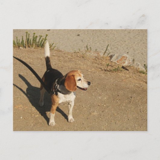 Beagle Postkarte (Vorderseite)