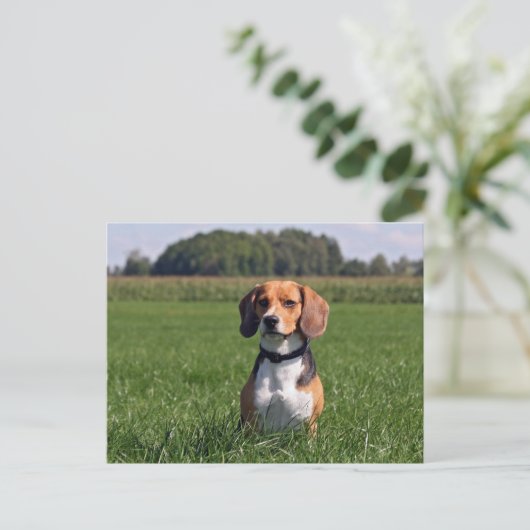Beagle Postkarte (Stehend Vorderseite)