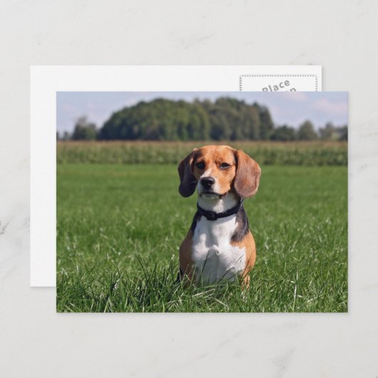 Beagle Postkarte (Vorne/Hinten)