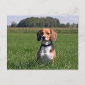 Beagle Postkarte (Vorderseite)