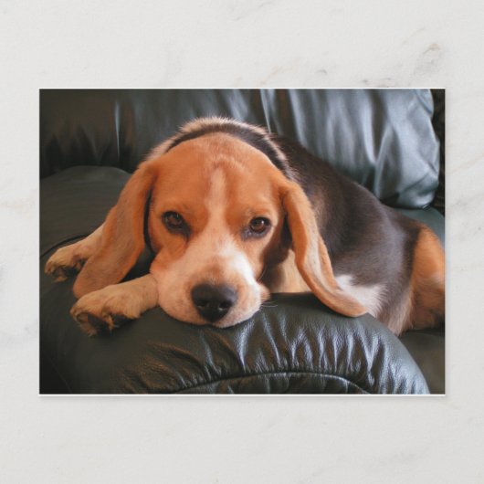 Beagle Postkarte (Vorderseite)