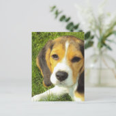 Beagle Postkarte (Stehend Vorderseite)
