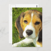 Beagle Postkarte (Vorne/Hinten)