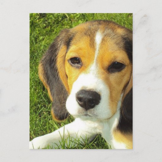 Beagle Postkarte (Vorderseite)
