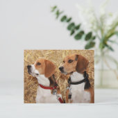 Beagle Postkarte (Stehend Vorderseite)