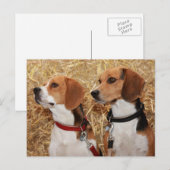 Beagle Postkarte (Vorne/Hinten)