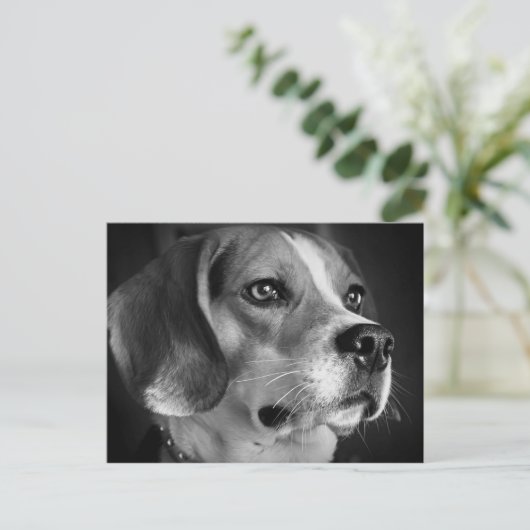Beagle Postkarte (Stehend Vorderseite)