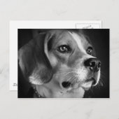 Beagle Postkarte (Vorne/Hinten)