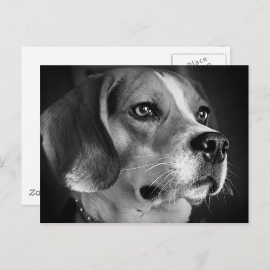 Beagle Postkarte (Vorne/Hinten)