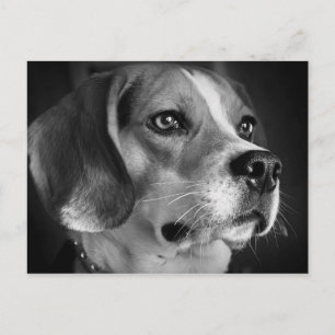 Beagle Postkarte