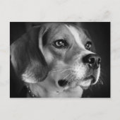 Beagle Postkarte (Vorderseite)