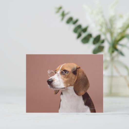 Beagle Postkarte (Stehend Vorderseite)