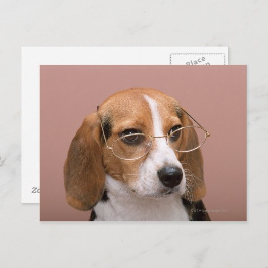 Beagle Postkarte (Vorne/Hinten)