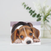 Beagle Postkarte (Stehend Vorderseite)