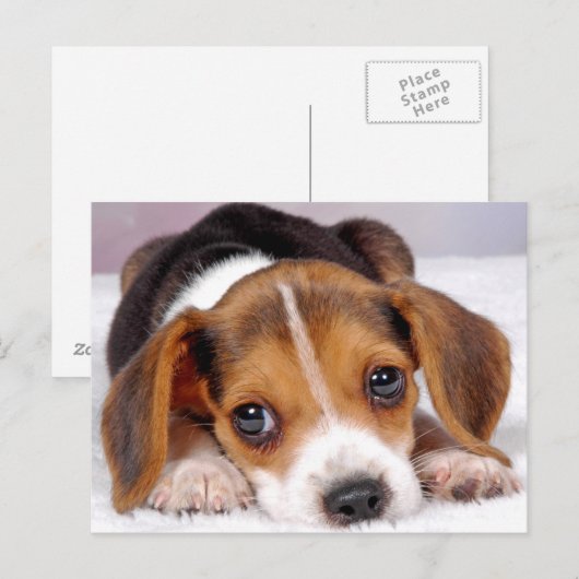 Beagle Postkarte (Vorne/Hinten)