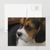 Beagle Pup Postkarte (Vorne/Hinten)