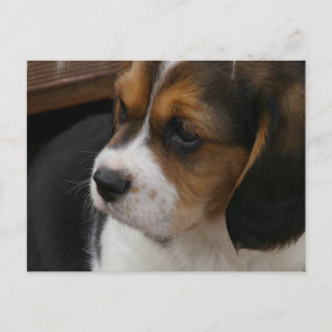 Beagle Pup Postkarte