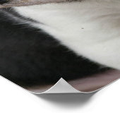 Beagle Pup Print Poster (Ecke)