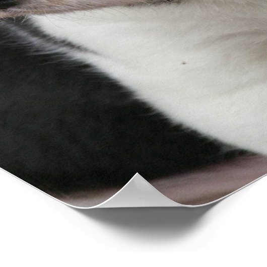 Beagle Pup Print Poster (Ecke)