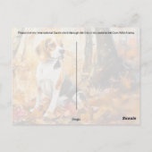 Beagle Pupkreuzung - Postkarte (Rückseite)