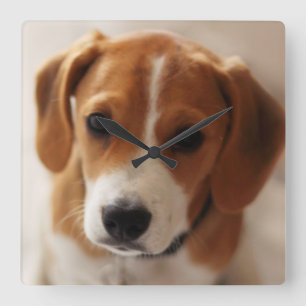 Beagle Puppy 2 Quadratische Wanduhr
