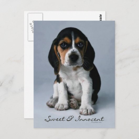 Beagle Puppy Dog Foto Postkarte (Vorne/Hinten)