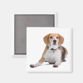 Beagle Puppy Dog Kühlschrankmagnet (Vorderseite/Rückseite)
