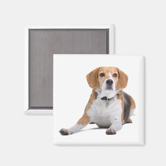 Beagle Puppy Dog Kühlschrankmagnet (Vorderseite/Rückseite)