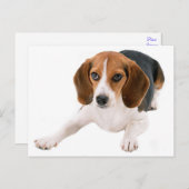 Beagle Puppy Dog Lee Hallo, Danke, Miss You Postkarte (Vorne/Hinten)