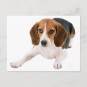 Beagle Puppy Dog Lee Hallo, Danke, Miss You Postkarte (Vorderseite)