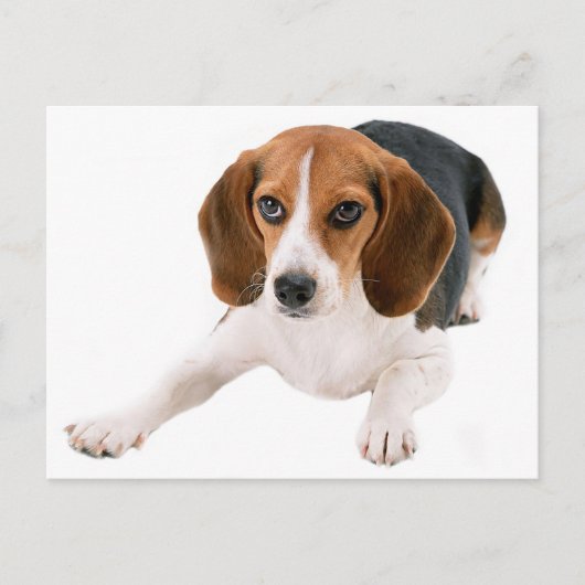 Beagle Puppy Dog Lee Hallo, Danke, Miss You Postkarte (Vorderseite)